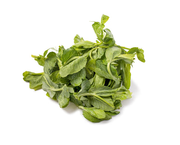 PEA TIP KING(大豆苗)